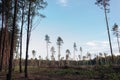 Deforestation. Tree cutting. Removal of trees for urban development.