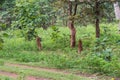 Deforestation Tree Felling Royalty Free Stock Photo