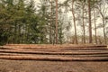 Deforestation. Tree log in forest. Pine tree log. Softwood lumber. Deforestation and logging. Stack of cut wood. Wood log, timber Royalty Free Stock Photo