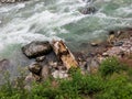 Deforestation tree log in river of kalam valley Swat