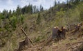 Deforestation, tree stump, cut pine Royalty Free Stock Photo
