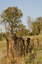 Deforestation tree stumps