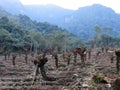 Deforestation of trees at Khonoma, Kohima, Nagaland