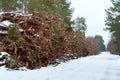 Cut down trees and branches in a stack, deforestation in winter Royalty Free Stock Photo