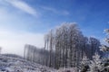 Deforestation winter forest landscape Royalty Free Stock Photo
