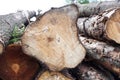 Deforestation for a woodworking surface. Logs are stacked. Cutting down the spruce forest to create boards Royalty Free Stock Photo