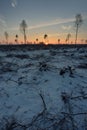 Deforested area in a forest Royalty Free Stock Photo