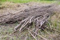 Deforested cut tree wood in forest Royalty Free Stock Photo