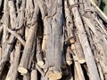 Deforested cut tree wood in forest Royalty Free Stock Photo