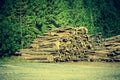 Deforested cut tree wood in forest Royalty Free Stock Photo