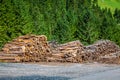 Deforested cut tree wood in forest Royalty Free Stock Photo