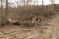 Deforested forest after bark beetle infestation Royalty Free Stock Photo