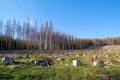 deforested forest near Schierke in the Harz National Park in Germany