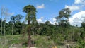 deforested forest that is used as mountain rice farming land