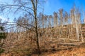 Deforested hillside landscape with bare trees under clear blue sky Royalty Free Stock Photo
