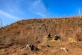 Deforested hillside with tree stumps under clear blue sky Royalty Free Stock Photo