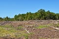 Deforested Land cleared by machinery