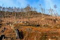 Deforested landscape with tree stumps and blue sky Royalty Free Stock Photo