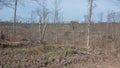 Deforested logged area on DNR land in Northern Wisconsin in Governor Knowles State Park Royalty Free Stock Photo