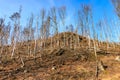 Deforested slope with bare trees and clear blue sky Royalty Free Stock Photo