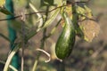 Deformation of cucumber fruit as result of lack of trace elements in plant