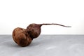 Deformed beetroot on the table. Ugly vegetable abnormal shape, selective focus. Curved beet root. Concept - Food waste reduction.