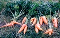 Deformed carrots