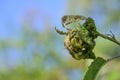 Deformed curled leaves full of black aphids on a weakened cherry tree in the orchard, agriculture concept for pests and diseases