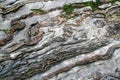 Deformed, curved layers in rock Royalty Free Stock Photo