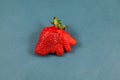 Deformed strawberry abnormal shape on blue background, close-up. Ugly fruits and vegetables can be eaten. Concept - reduction of