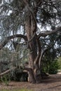 Deformed tree branches in a botanical garden