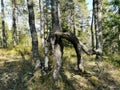Deformed tree in the forest on the way to Knappen Hill, Vestfold, Norway