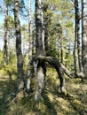 Deformed tree in the forest on the way to Knappen Hill, Vestfold, Norway