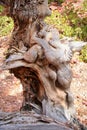 Deformed Tree Trunk of Bryce