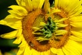 Deformulated mutant sunflower shining in light still draws a bee