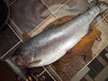 Defrosted big trout on a chopping board