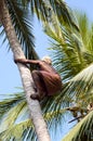 Deft indian man picking coconut