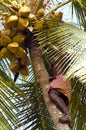 Deft indian man picking coconut