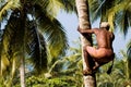 Deft indian man picking coconut