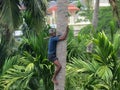 Deft man climbing palm tree. Royalty Free Stock Photo