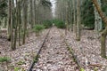 Defunct train track - tracks overgrown and covered with leaves Royalty Free Stock Photo