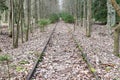 Defunct train track - tracks overgrown and covered with leaves