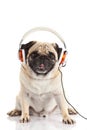 Deg pug dog with headphone isolated on white background Royalty Free Stock Photo