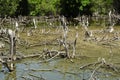 Degraded mangrove forests