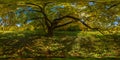 360 by 180 degree spherical panorama under yellow oak at sunny autumn day in park with blue sky and clouds.