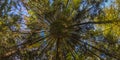 hyperbolic little planet projection of spherical panorama in sunny autumn day in pine forest with blue sky