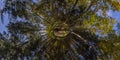 hyperbolic little planet projection of spherical panorama in sunny autumn day in pine forest with blue sky