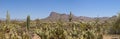 180 degree panorama of saguaro national park Royalty Free Stock Photo