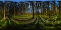 360 by 180 degree spherical panorama in sunny autumn day in pine forest with blue sky. Royalty Free Stock Photo