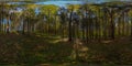 360 by 180 degree spherical panorama in sunny autumn day in pine forest with blue sky. Royalty Free Stock Photo